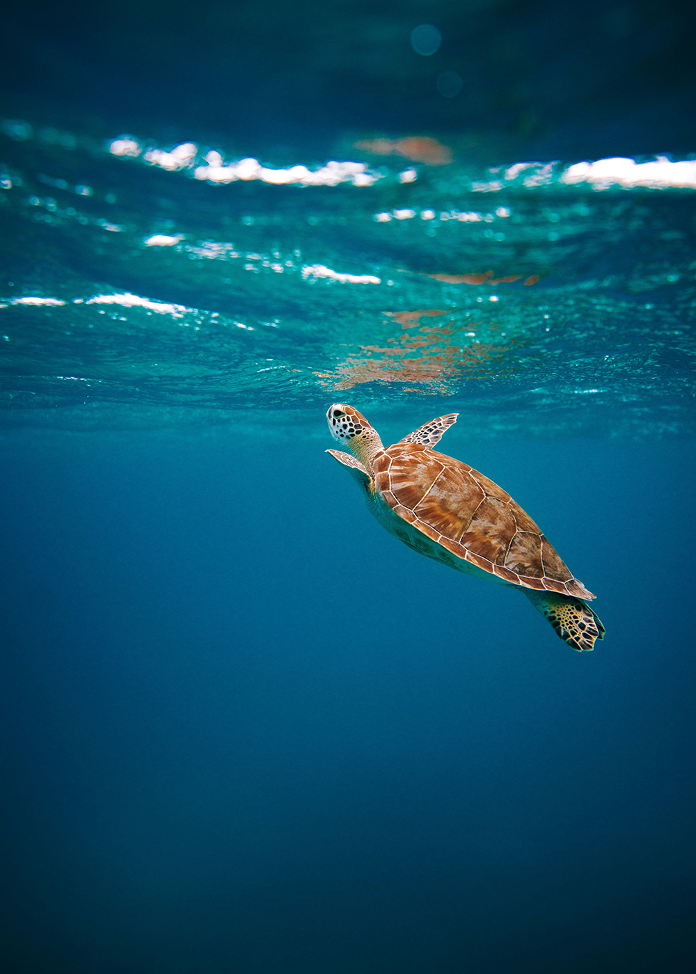 ZRÓWNOWAŻONY ROZWÓJ